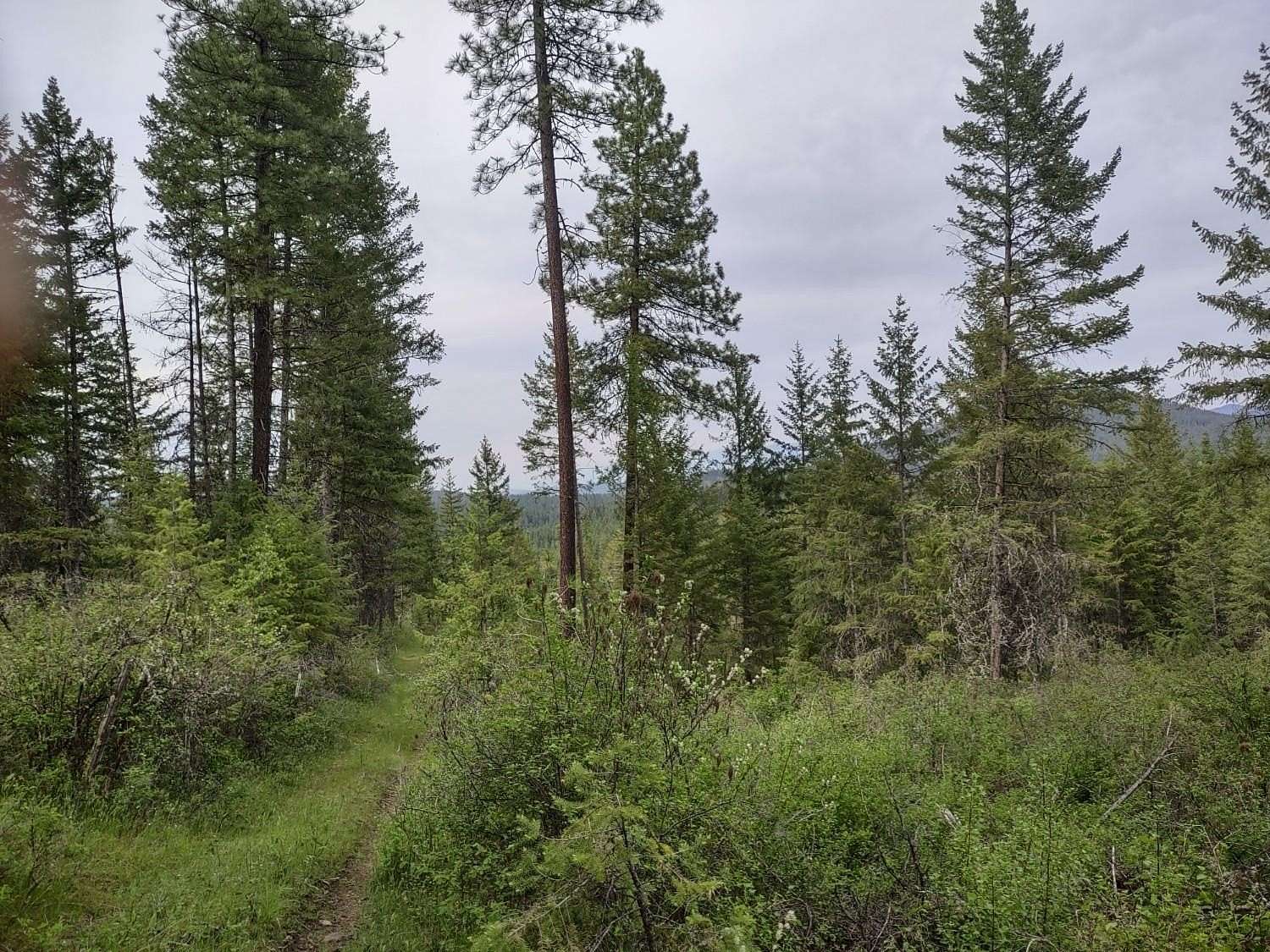 125 Acres of Recreational & Residential Land for Sale in Valley, Washington