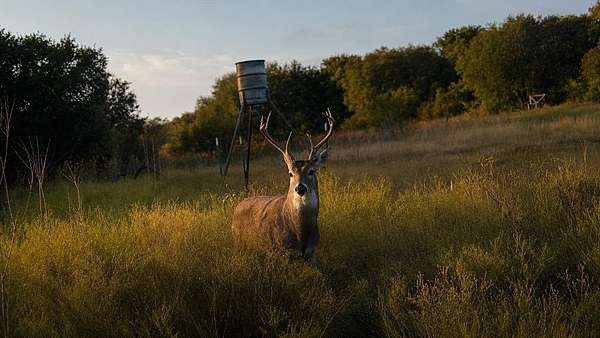 169 Acres of Recreational Land for Sale in Cross Plains, Texas