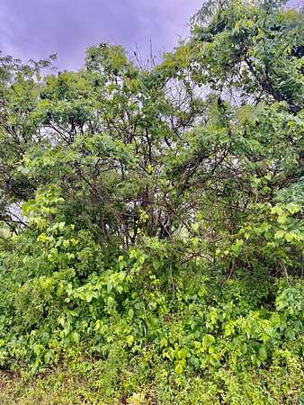 70.5 Acres of Land for Sale in Phenix, Virginia