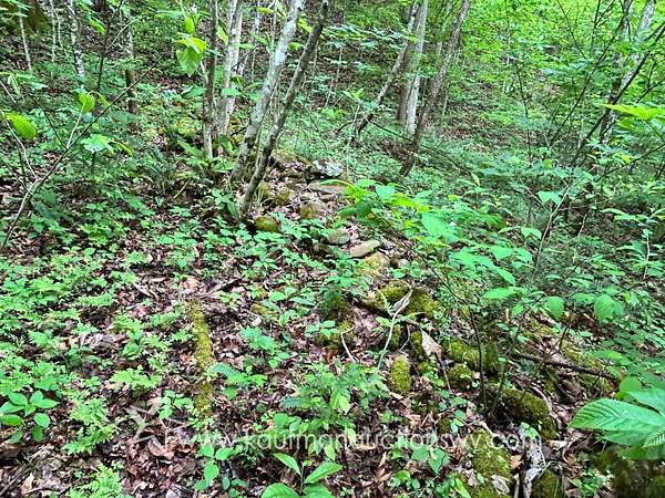 35.8 Acres of Recreational & Residential Land for Sale in Crum, West Virginia