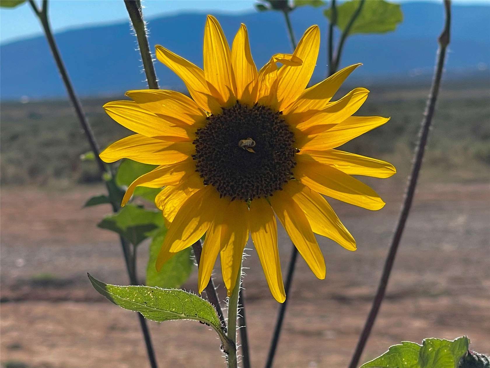 214 Acres of Recreational & Residential Land for Sale in Taos, New Mexico