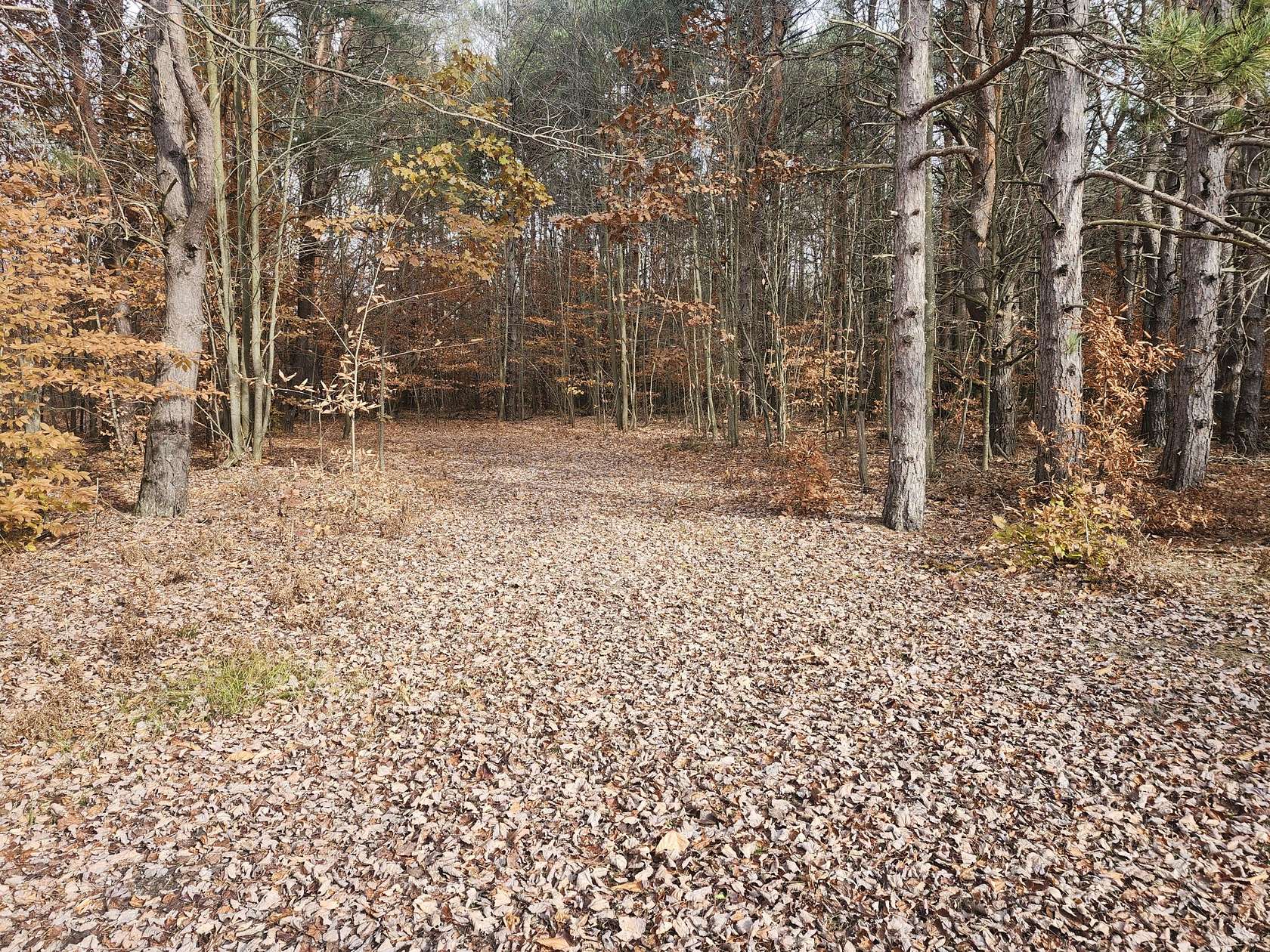 5 Acres of Residential Land for Sale in Kaleva, Michigan