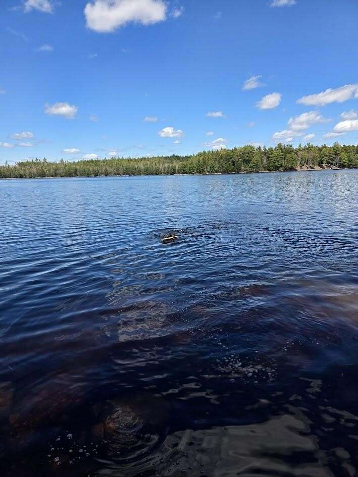28 Acres of Land for Sale in Marshfield, Maine