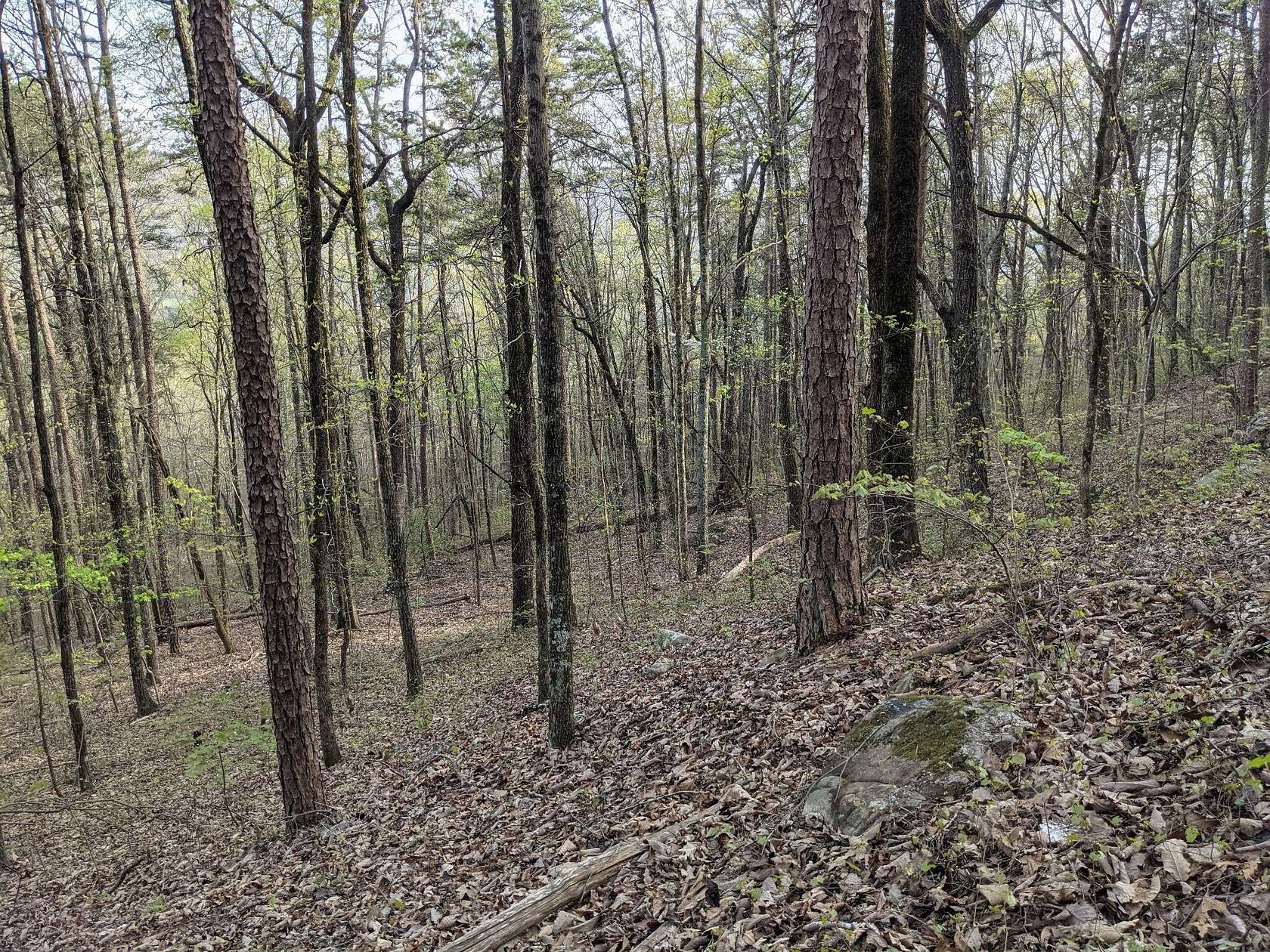 46 Acres of Recreational & Residential Land for Sale in Dayton, Tennessee