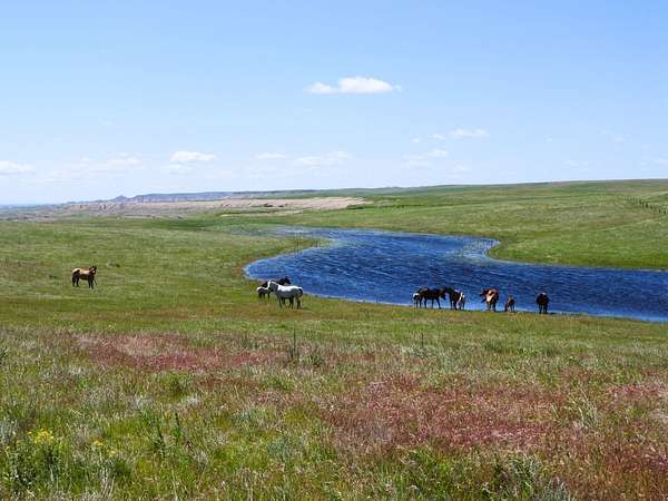 640 Acres of Agricultural Land for Auction in Scenic Township, South Dakota
