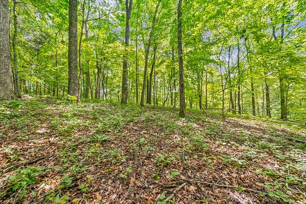 12.6 Acres of Land for Sale in Palmyra, Tennessee