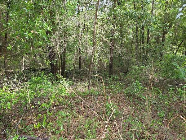 1.25 Acres of Residential Land for Sale in Bronson, Florida