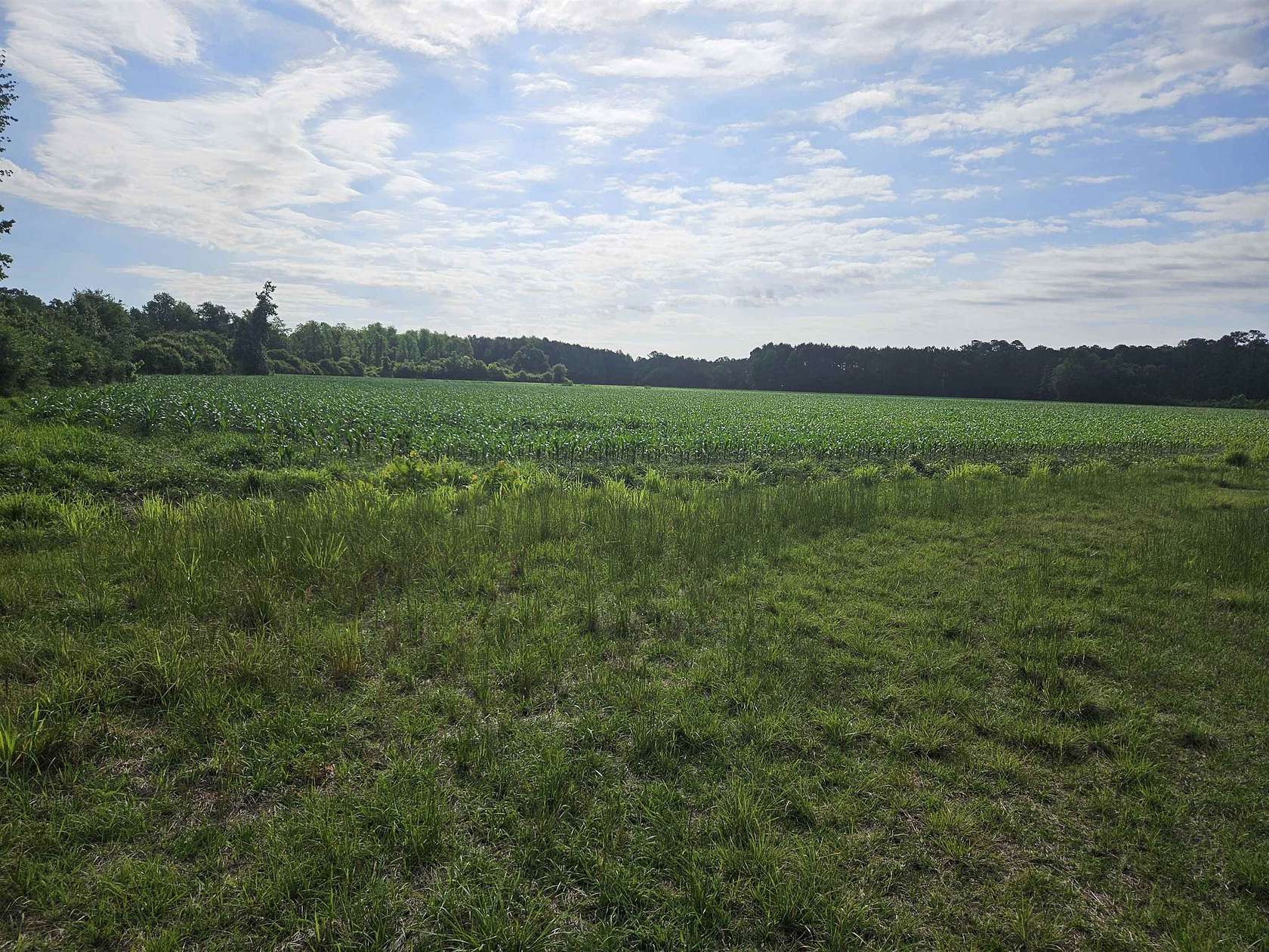 54.7 Acres of Land for Sale in Nichols, South Carolina