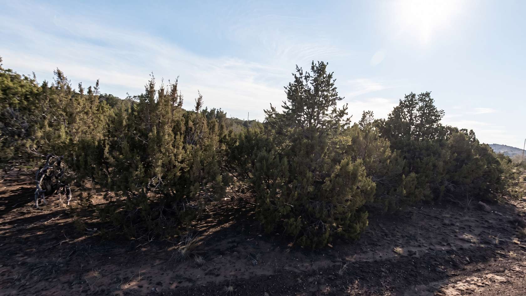 1.19 Acres of Residential Land for Sale in Concho, Arizona