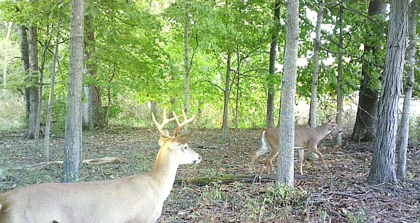 80.3 Acres of Recreational Land for Sale in Flora, Illinois