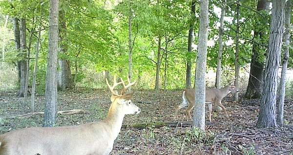 80.3 Acres of Recreational Land for Sale in Flora, Illinois