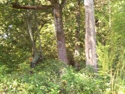 2.5 Acres of Residential Land for Sale in St. Stephen, South Carolina