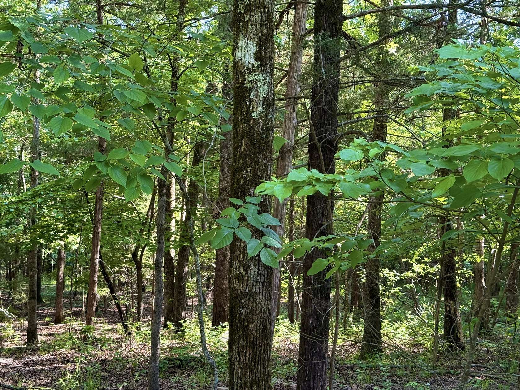 0.63 Acres of Land for Sale in Rockaway Beach, Missouri