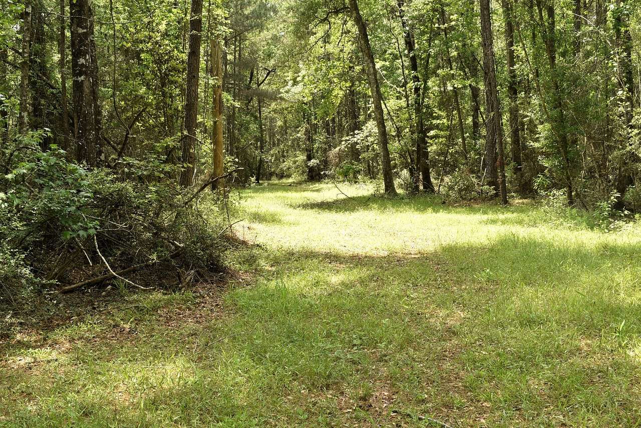 53.2 Acres of Recreational & Residential Land for Sale in Clinton, Louisiana