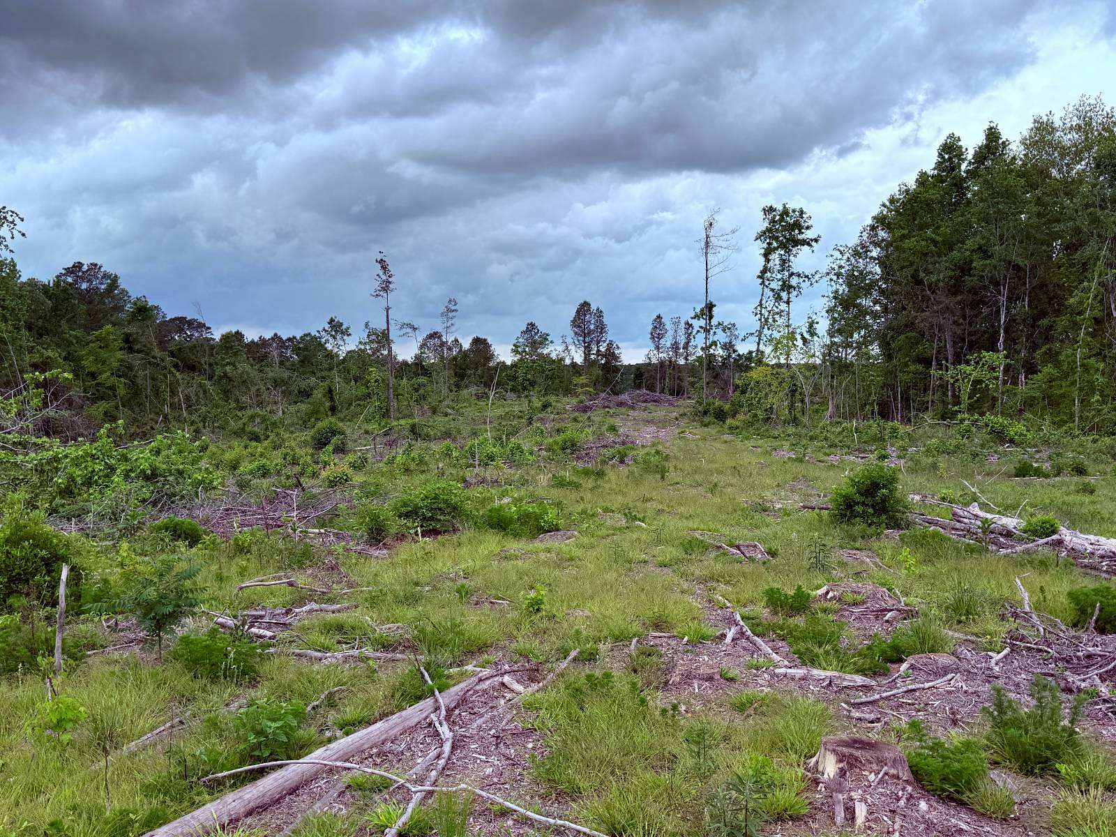 25 Acres of Recreational & Residential Land for Sale in Preston, Mississippi