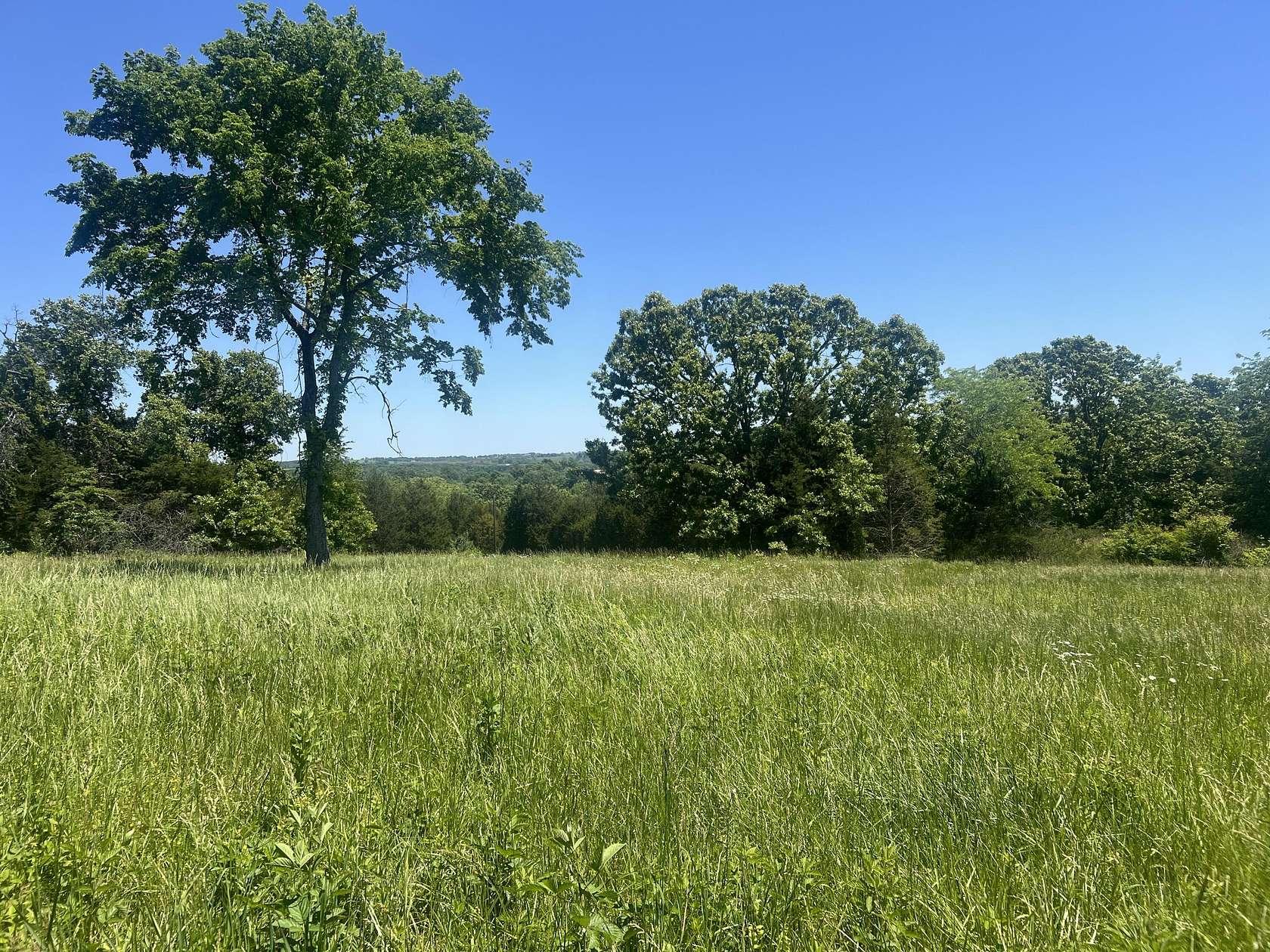 41.5 Acres of Land for Sale in Mountain Grove, Missouri