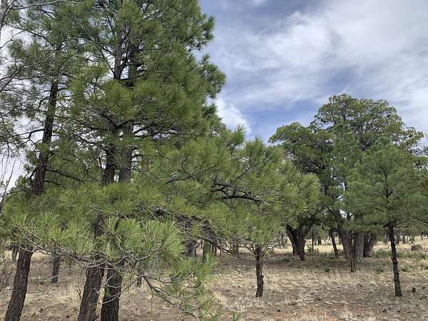 0.69 Acres of Residential Land for Sale in Happy Jack, Arizona
