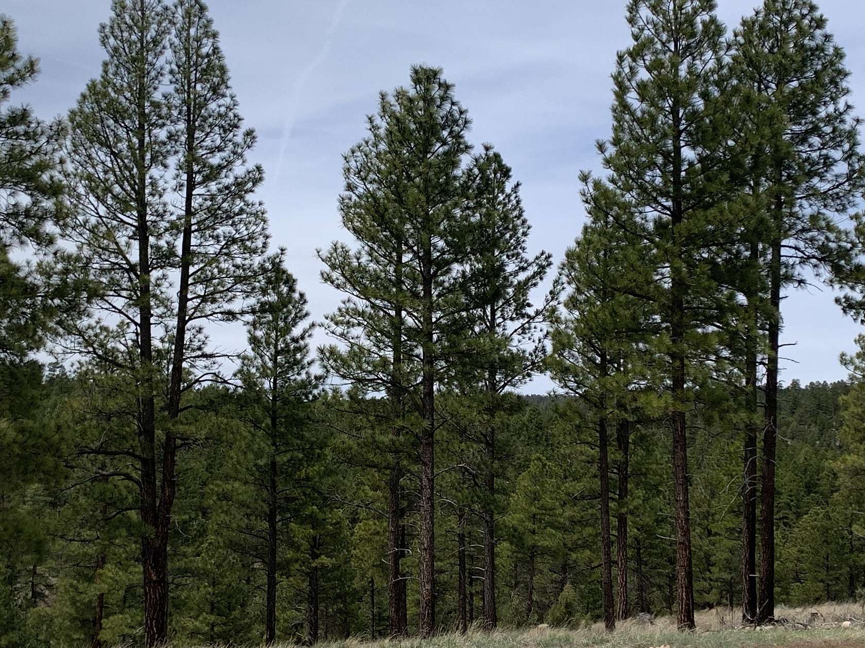 10 Acres of Recreational & Residential Land for Sale in Happy Jack, Arizona