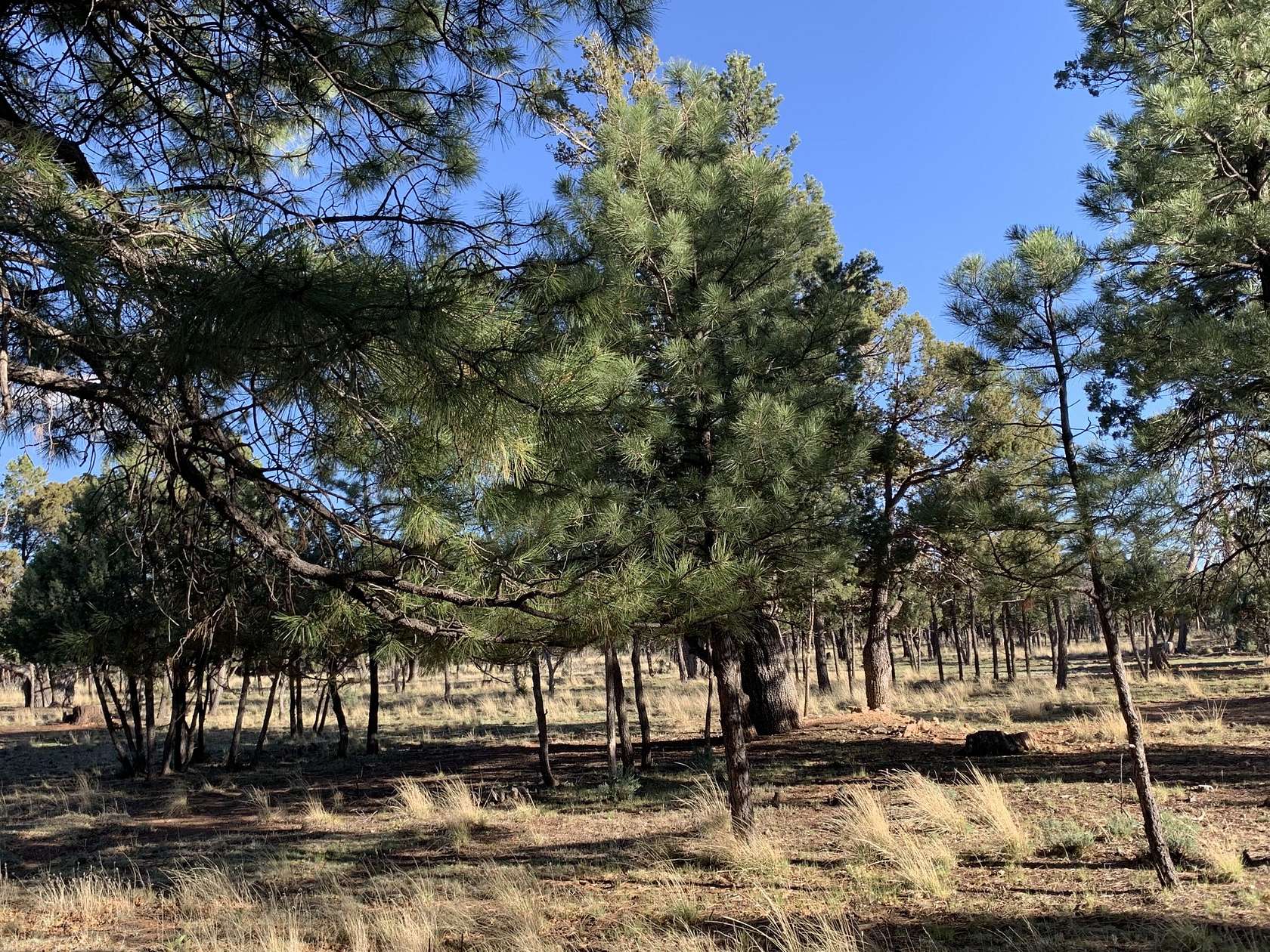 0.78 Acres of Residential Land for Sale in Happy Jack, Arizona