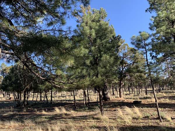 0.78 Acres of Residential Land for Sale in Happy Jack, Arizona