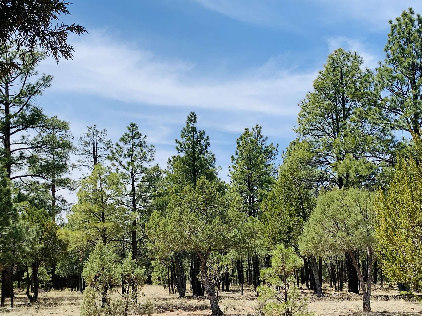 0.95 Acres of Residential Land for Sale in Happy Jack, Arizona
