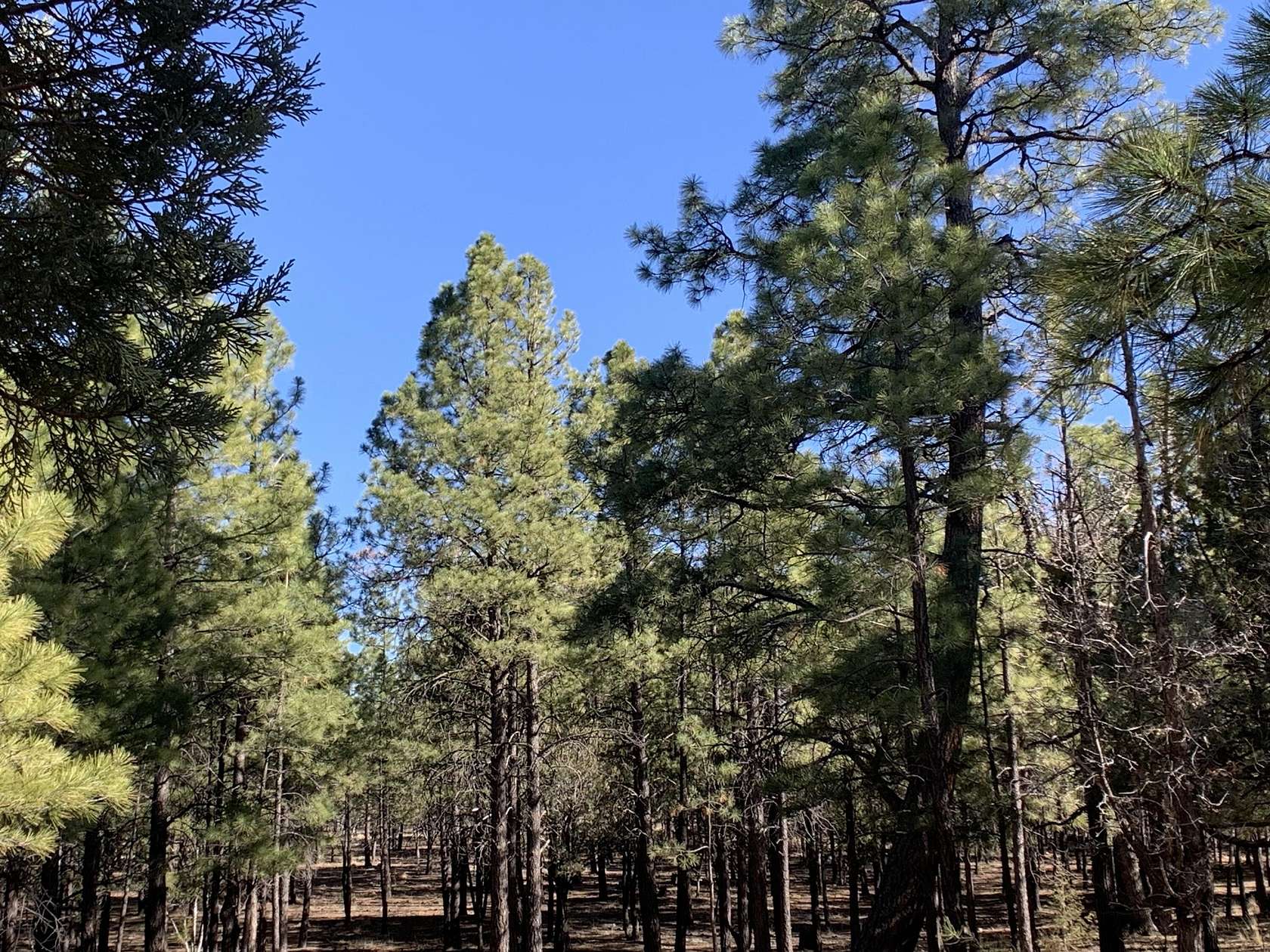 1.12 Acres of Residential Land for Sale in Happy Jack, Arizona