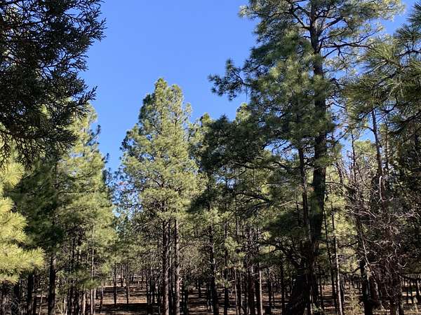 1.12 Acres of Residential Land for Sale in Happy Jack, Arizona