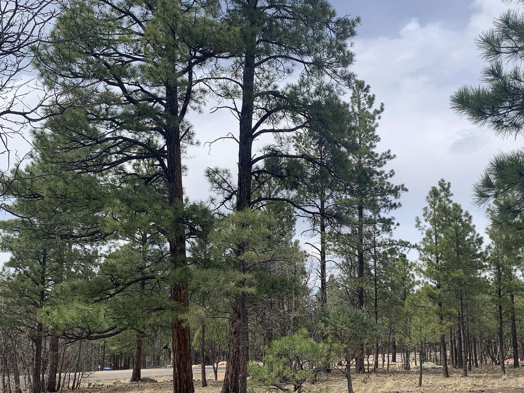0.99 Acres of Residential Land for Sale in Happy Jack, Arizona