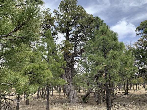 0.71 Acres of Residential Land for Sale in Happy Jack, Arizona