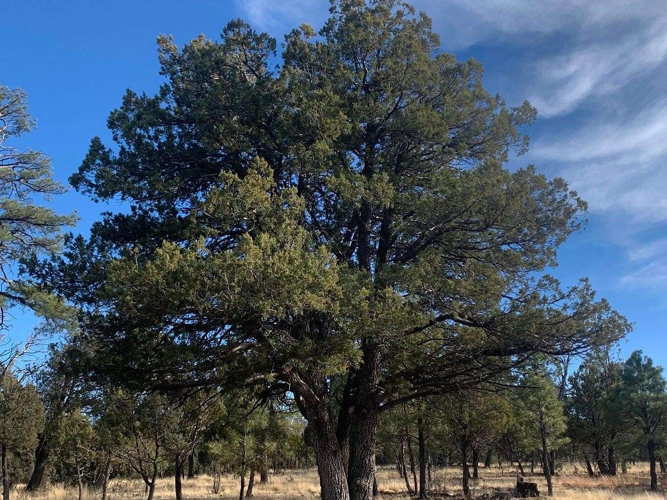 0.83 Acres of Residential Land for Sale in Happy Jack, Arizona