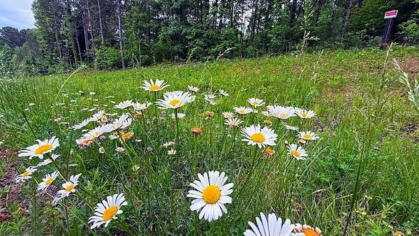1.25 Acres of Residential Land for Sale in Tallapoosa, Georgia