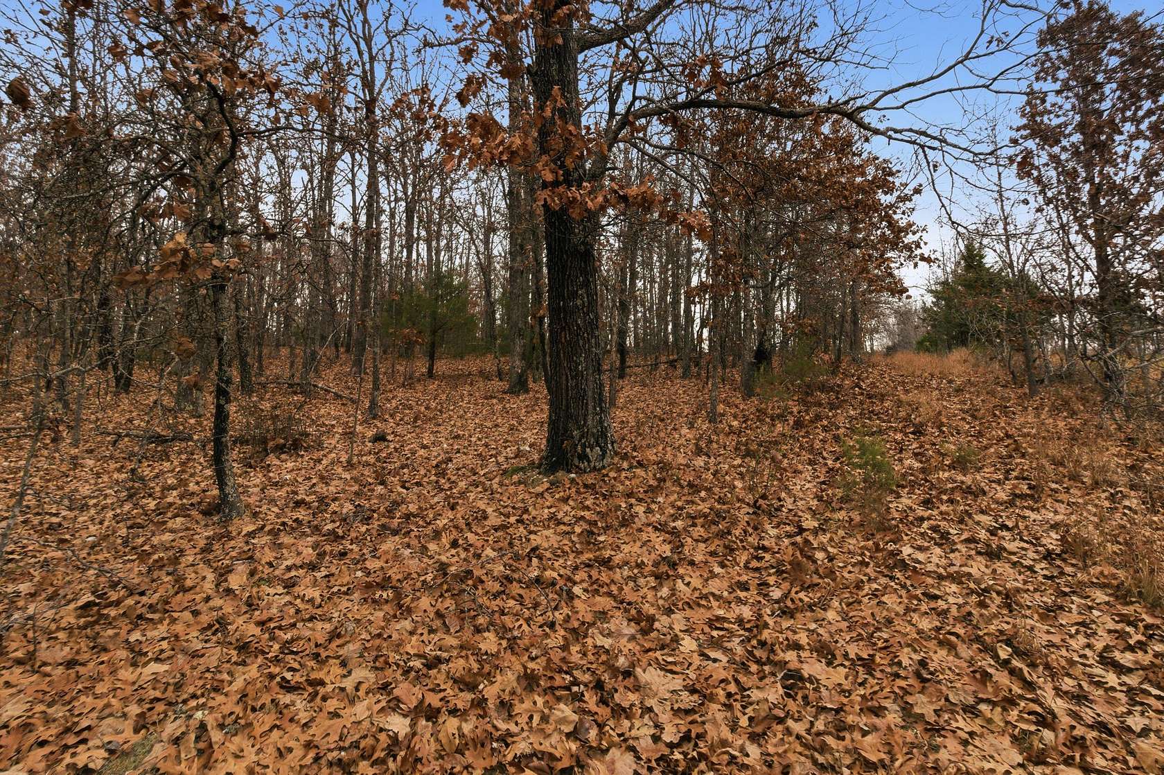 68.6 Acres of Recreational & Residential Land for Sale in Mountain View, Missouri