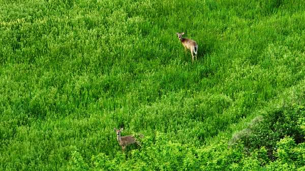 251 Acres of Land with Home for Sale in Stockton, Missouri