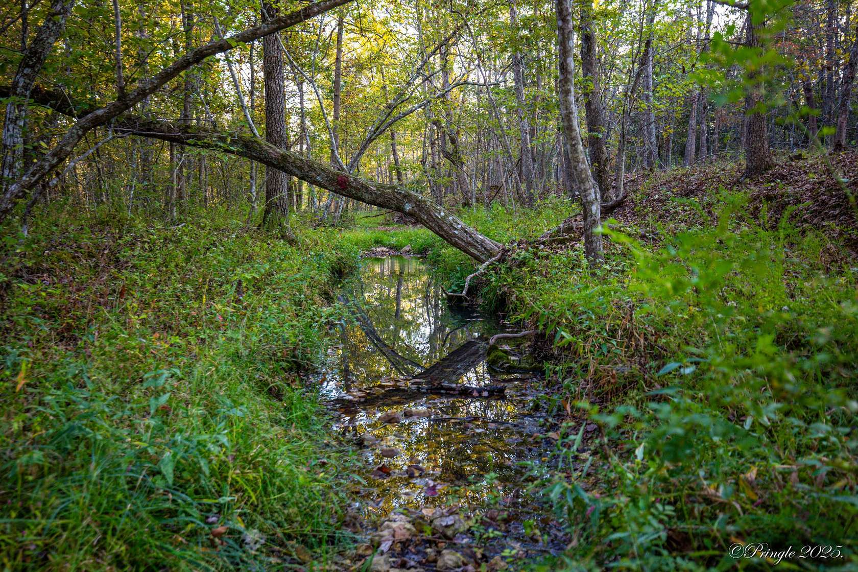 38 Acres of Recreational & Residential Land for Sale in Willow Springs, Missouri