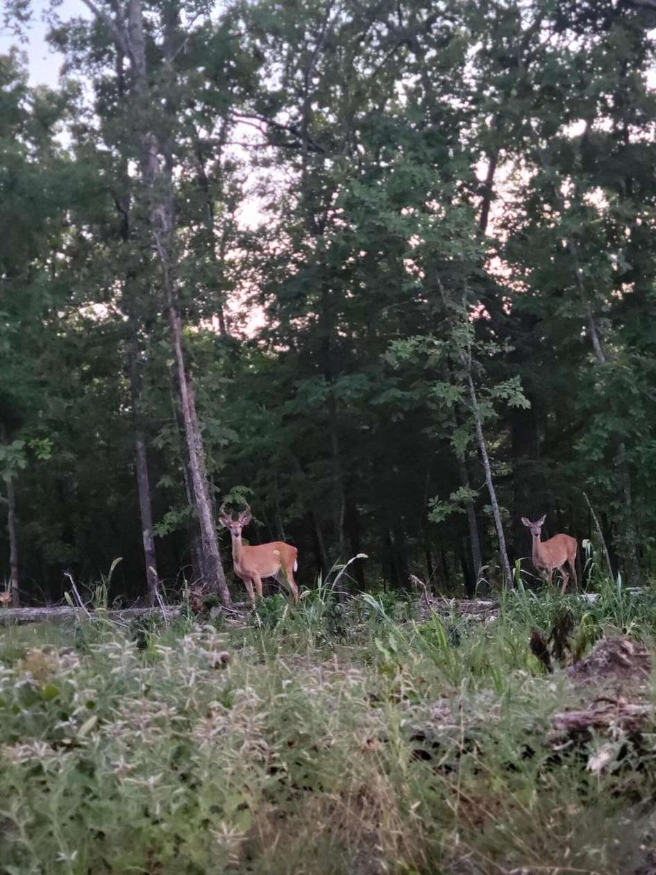 47 Acres of Recreational & Residential Land for Sale in Norwood, Missouri