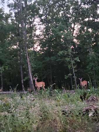 47 Acres of Recreational & Residential Land for Sale in Norwood, Missouri