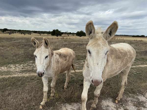 10.3 Acres of Land for Sale in Burnet, Texas