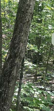 0.88 Acres of Residential Land for Sale in Mancelona, Michigan
