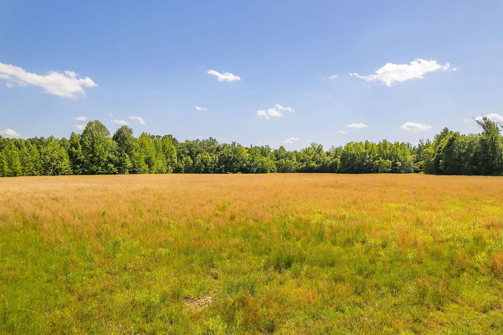 65.9 Acres of Recreational Land for Sale in Henderson, Tennessee