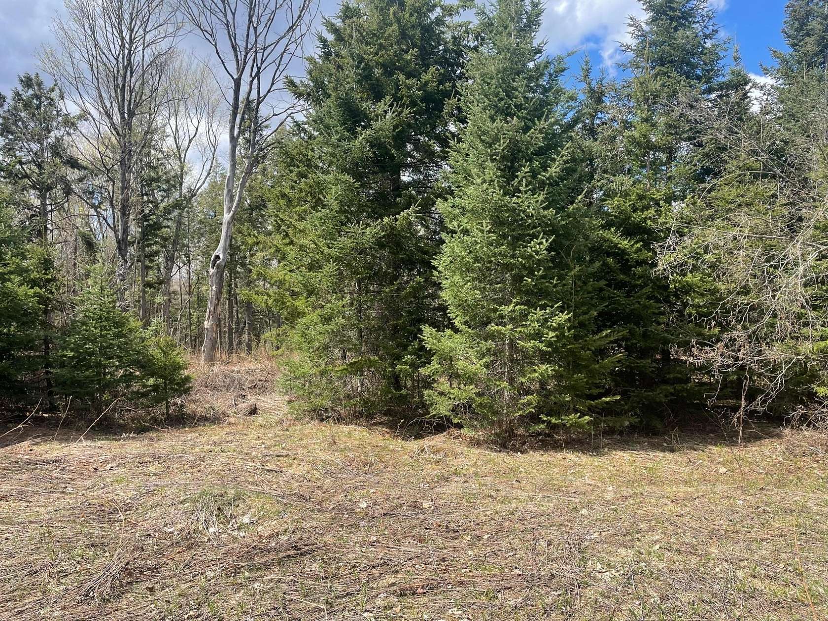 80 Acres of Recreational & Residential Land for Sale in Butternut, Wisconsin