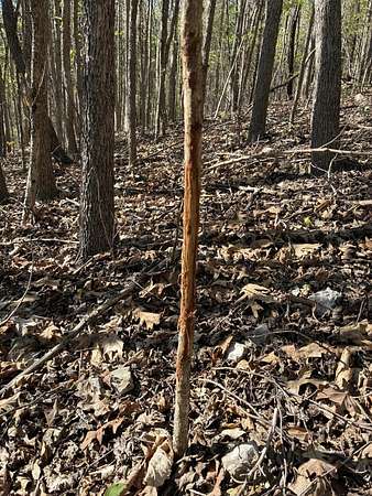 10 Acres of Recreational Land for Sale in Anderson, Missouri