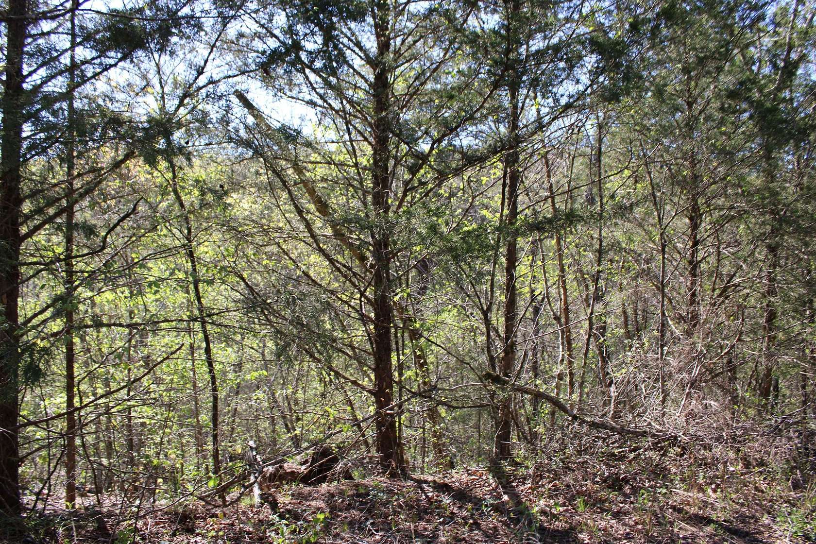 0.05 Acres of Land for Sale in Shell Knob, Missouri