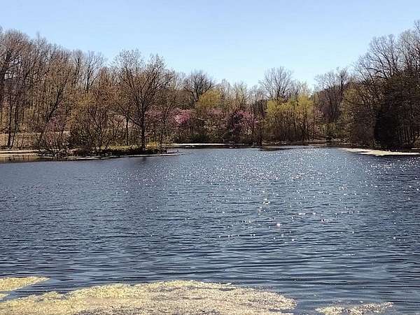 90 Acres of Recreational & Residential Land for Sale in Seymour, Missouri