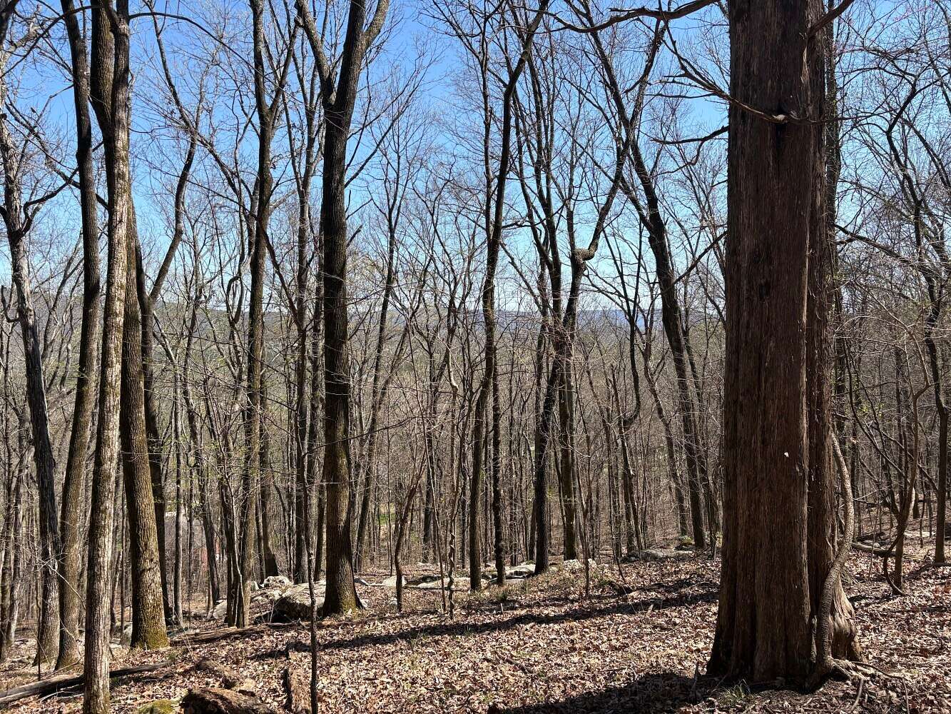 54 Acres of Recreational & Residential Land for Sale in Owens Cross Roads, Alabama
