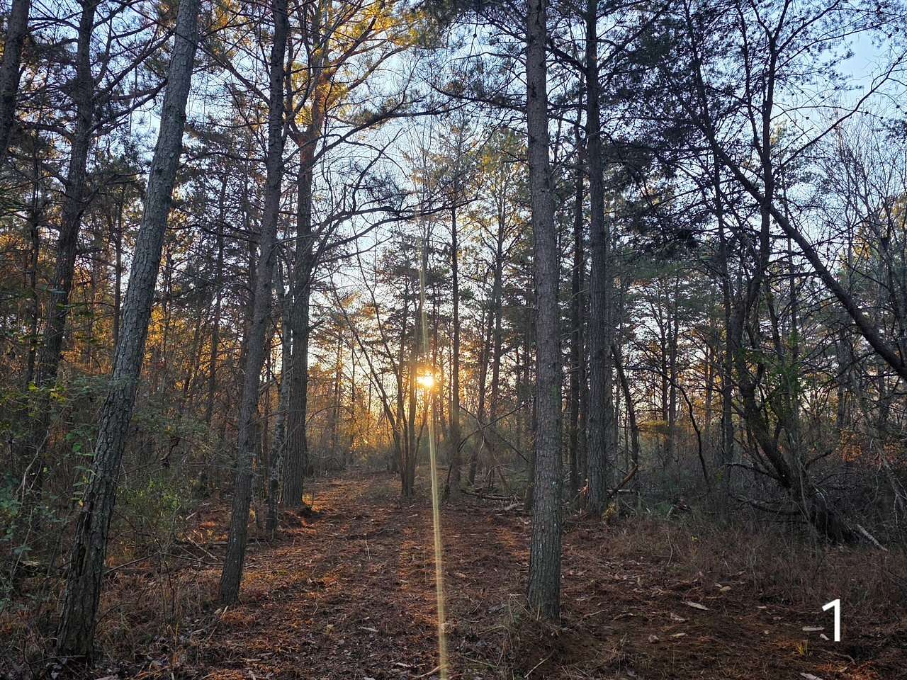 10 Acres of Residential Land for Sale in Cedar Bluff, Alabama