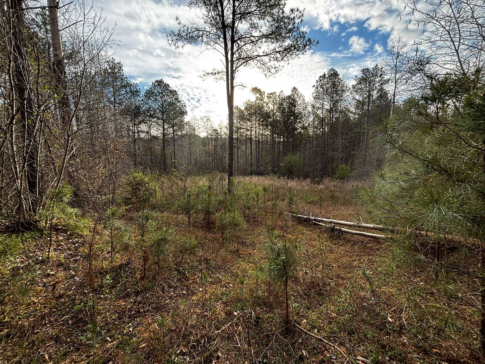 150 Acres of Recreational & Residential Land for Sale in Bankston, Alabama