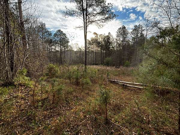 150 Acres of Recreational & Residential Land for Sale in Bankston, Alabama