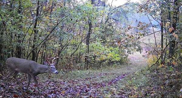 314 Acres of Land for Sale in Bethpage, Tennessee