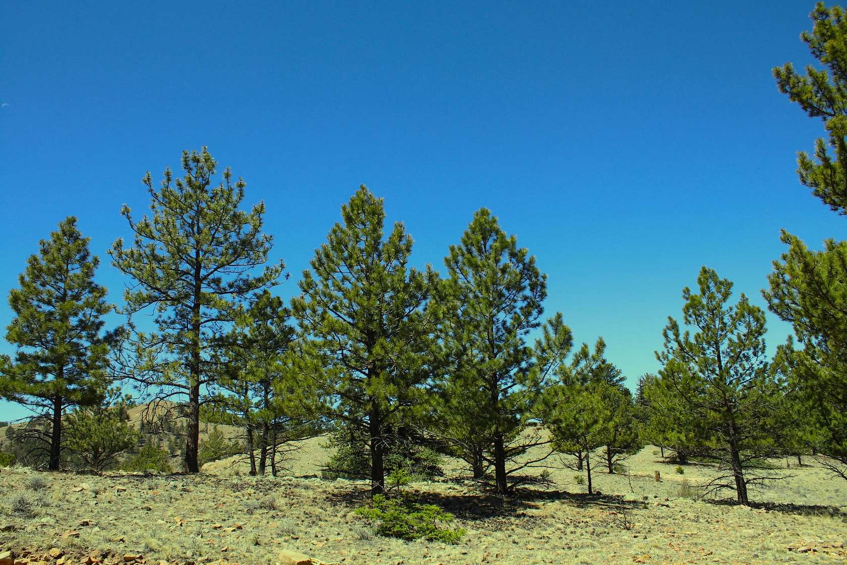 13.7 Acres of Recreational & Residential Land for Sale in Hartsel, Colorado