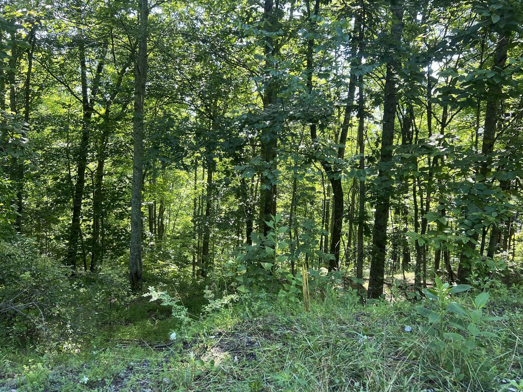 88 Acres of Recreational Land for Sale in Pineville, Kentucky